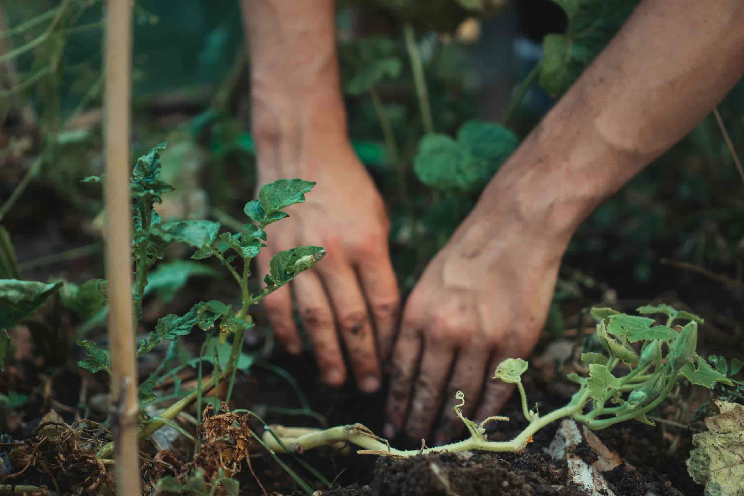Horticulture