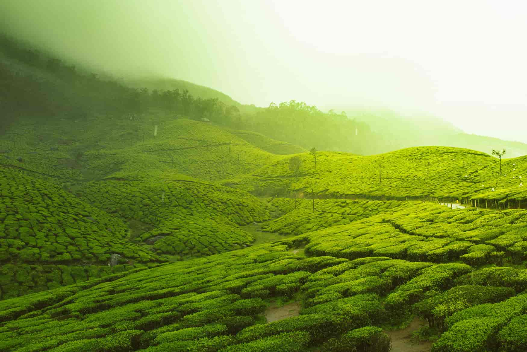 Tea Gardens